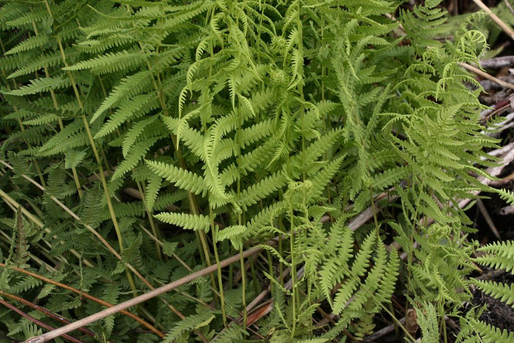 Thelypteris palustris / Felce palustre